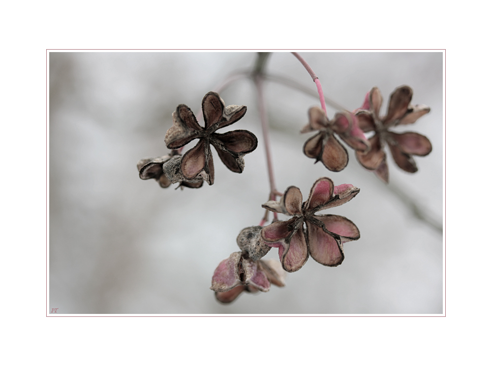 des Winters Blumen