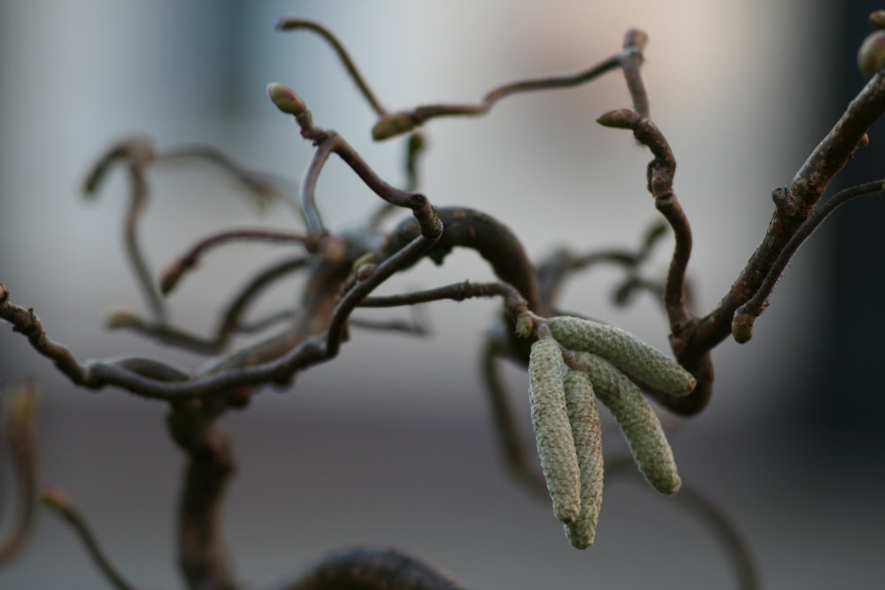 Des Winters Frühling