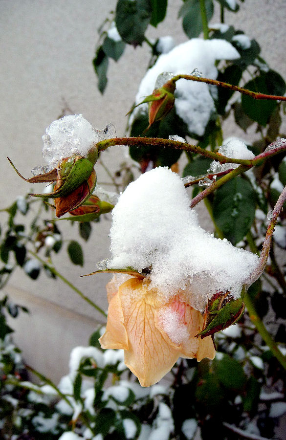 Des Winters letzte Rose