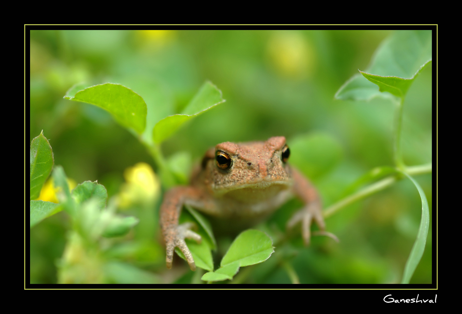 Des yeux de crapaud mort d'amour...