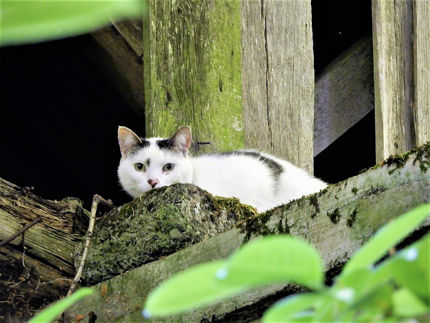 Des yeux verts cachés dans la verdure