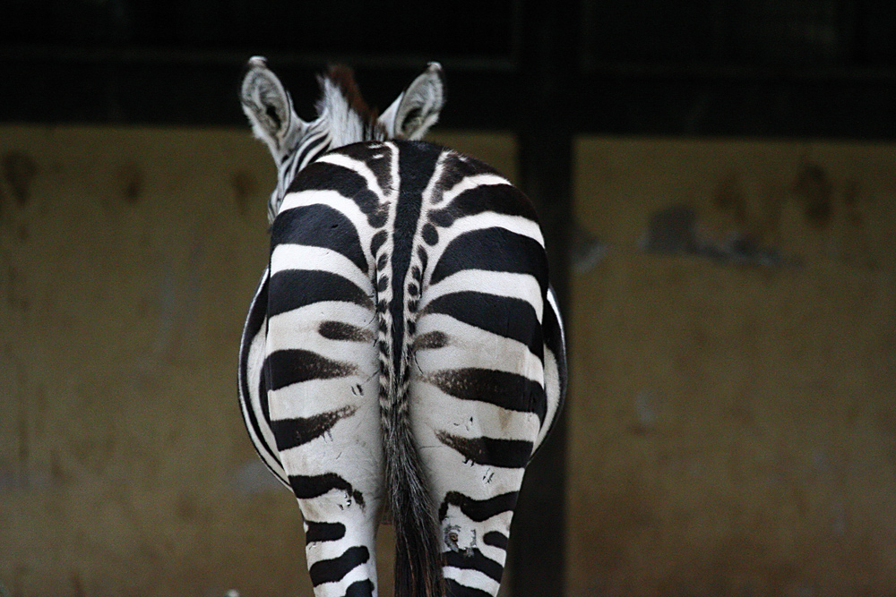 Des Zebras Kehrseite