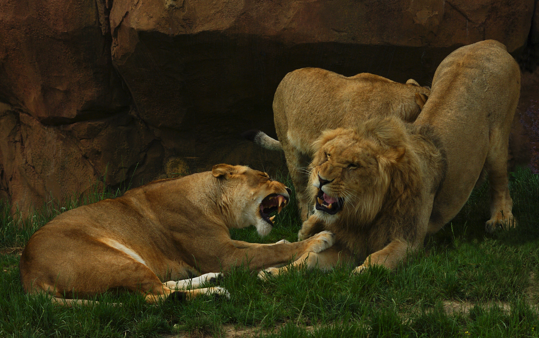 Désaccord entre lions (Panthera leo leo)