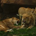 Désaccord entre lions (Panthera leo leo)