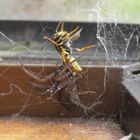 Desayuno de araña