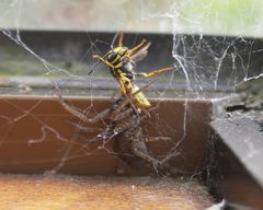 Desayuno de araña