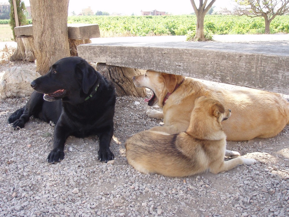 descansando a la sombra