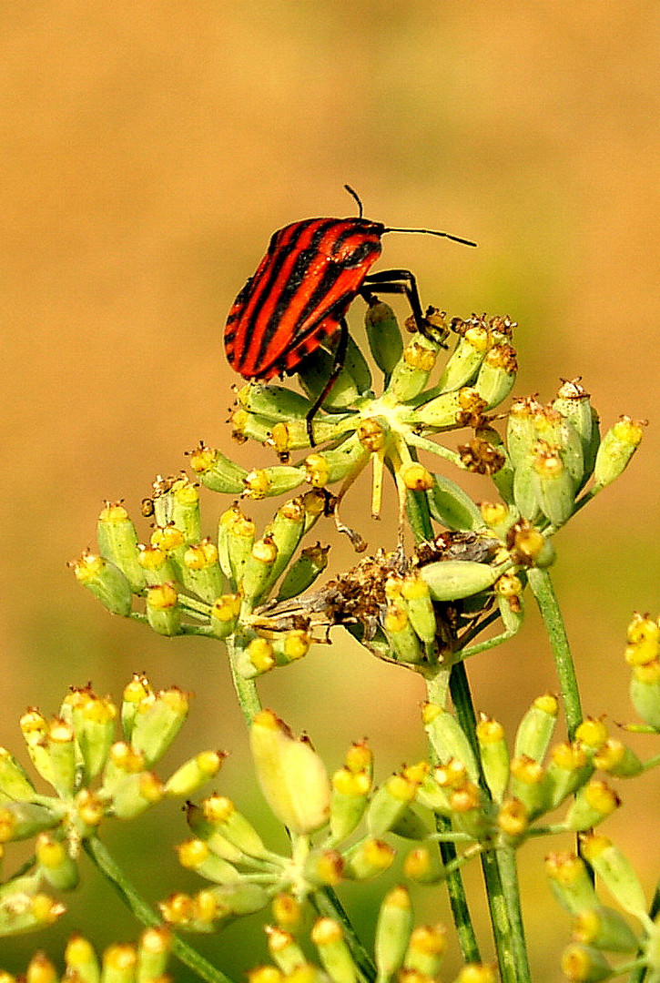 descansando en flor