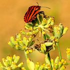 descansando en flor