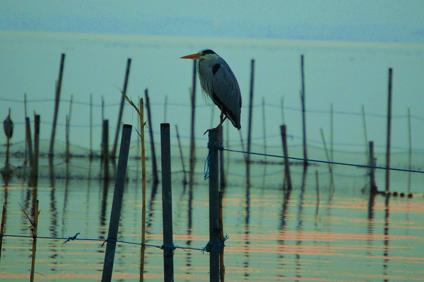 Descansando en La Albufera.