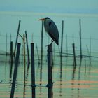 Descansando en La Albufera.