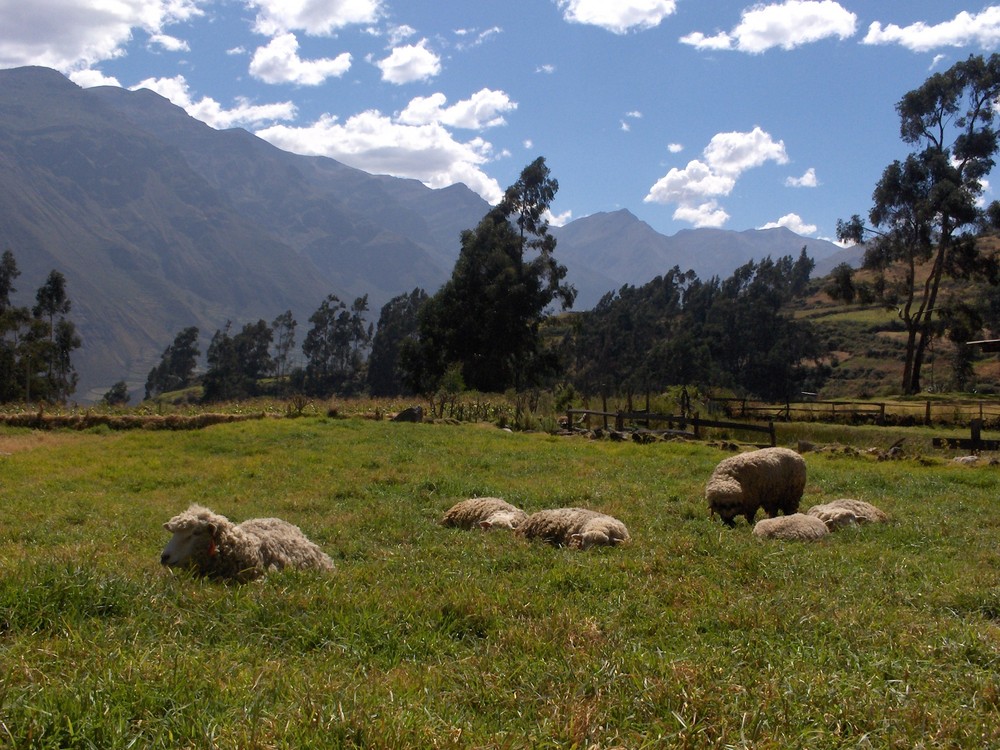 descanso de ovejas