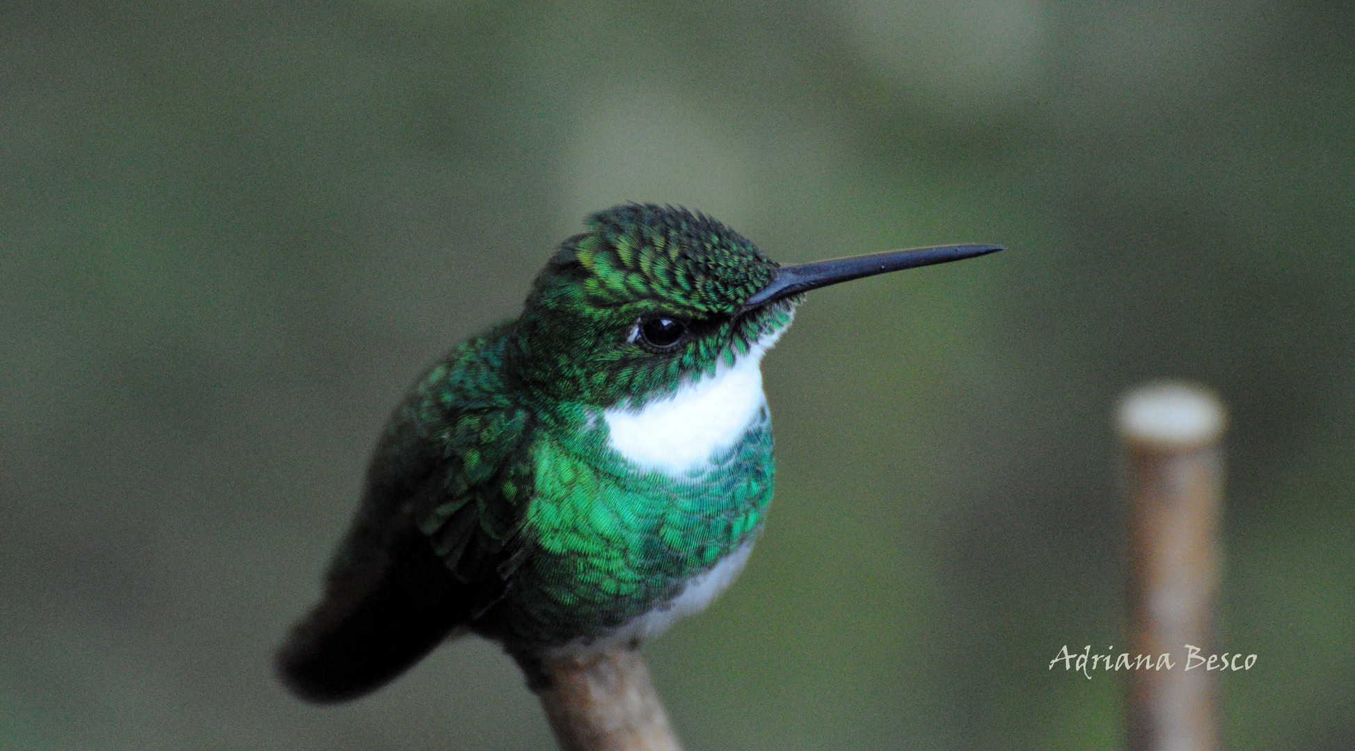 DESCANSO DEL COLIBRI