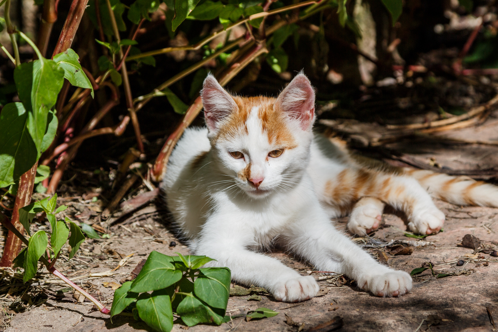 Descanso gatuno