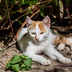 Descanso gatuno