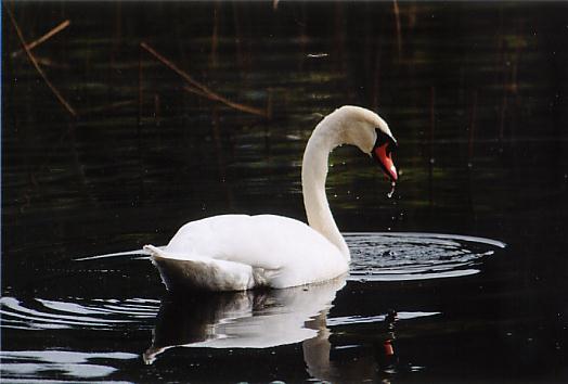 Descendant of Lir 2.