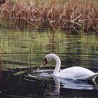 Descendant of Lir.