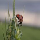 descendig ladybird