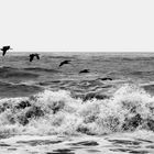 Descending Birds, Palomino, Colombia, 2020