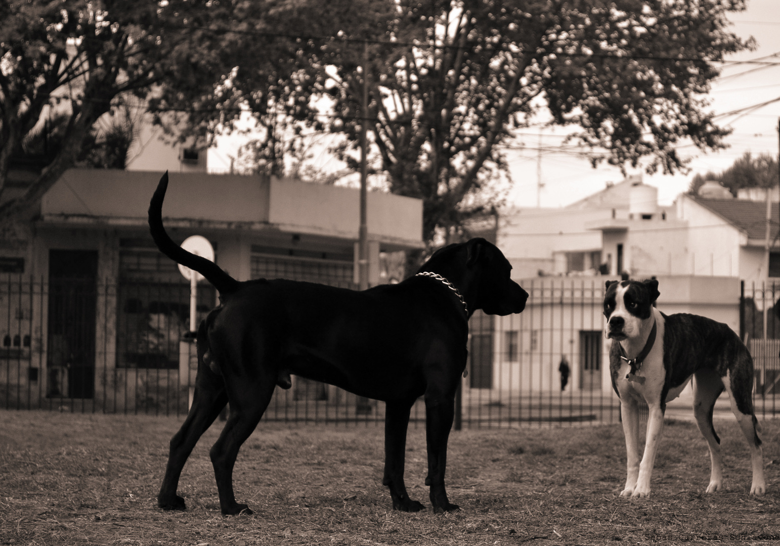 DESCONFIANZA CANINA