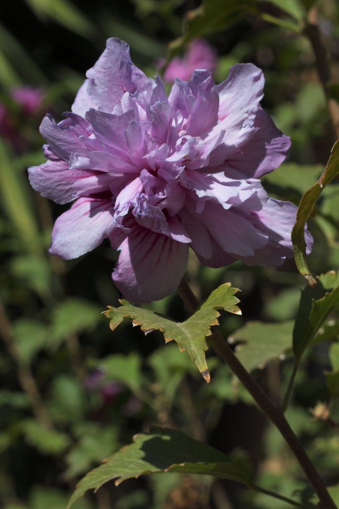 desconocida flor en el parque