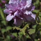 desconocida flor en el parque