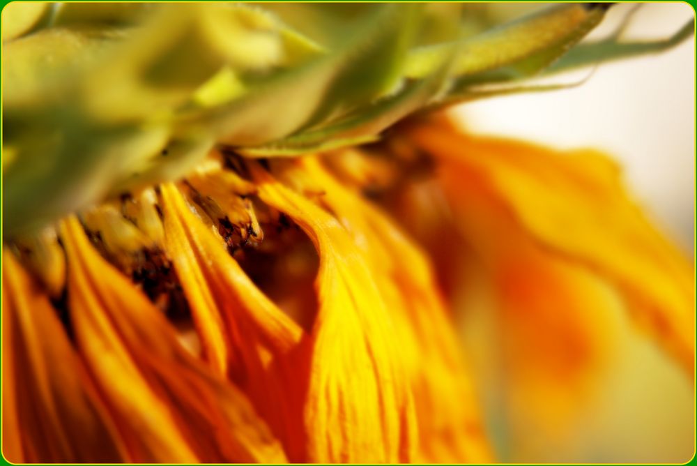 Desde el corazón de la flor