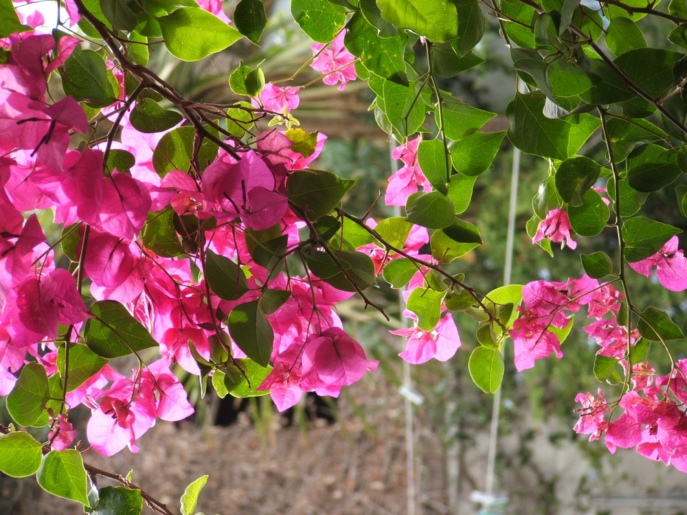 Desde el jardín.