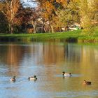 Déséquilibre sur le lac