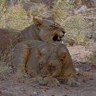 desert adapted lions