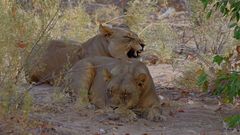 desert adapted lions