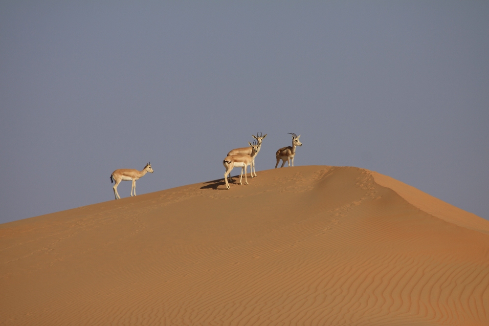 --- Desert Animals ---