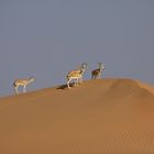 --- Desert Animals ---
