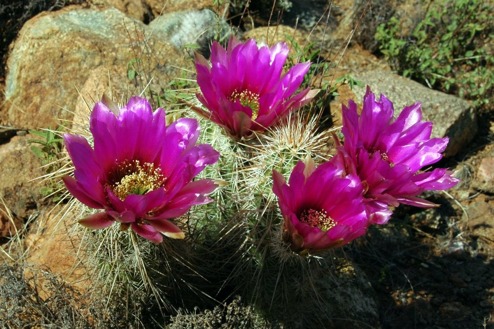 Desert Beauties - Wüstenschönheiten I