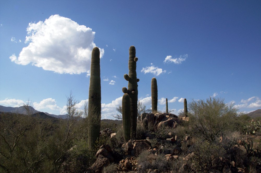 Desert Beauties - Wüstenschönheiten II