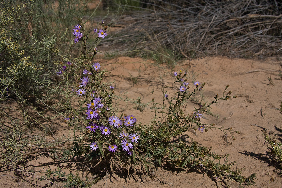 desert beauty