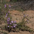 desert beauty