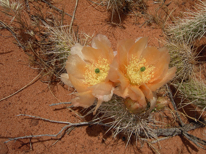 Desert Beauty