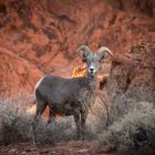 Desert Bighorn