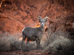 Desert Bighorn