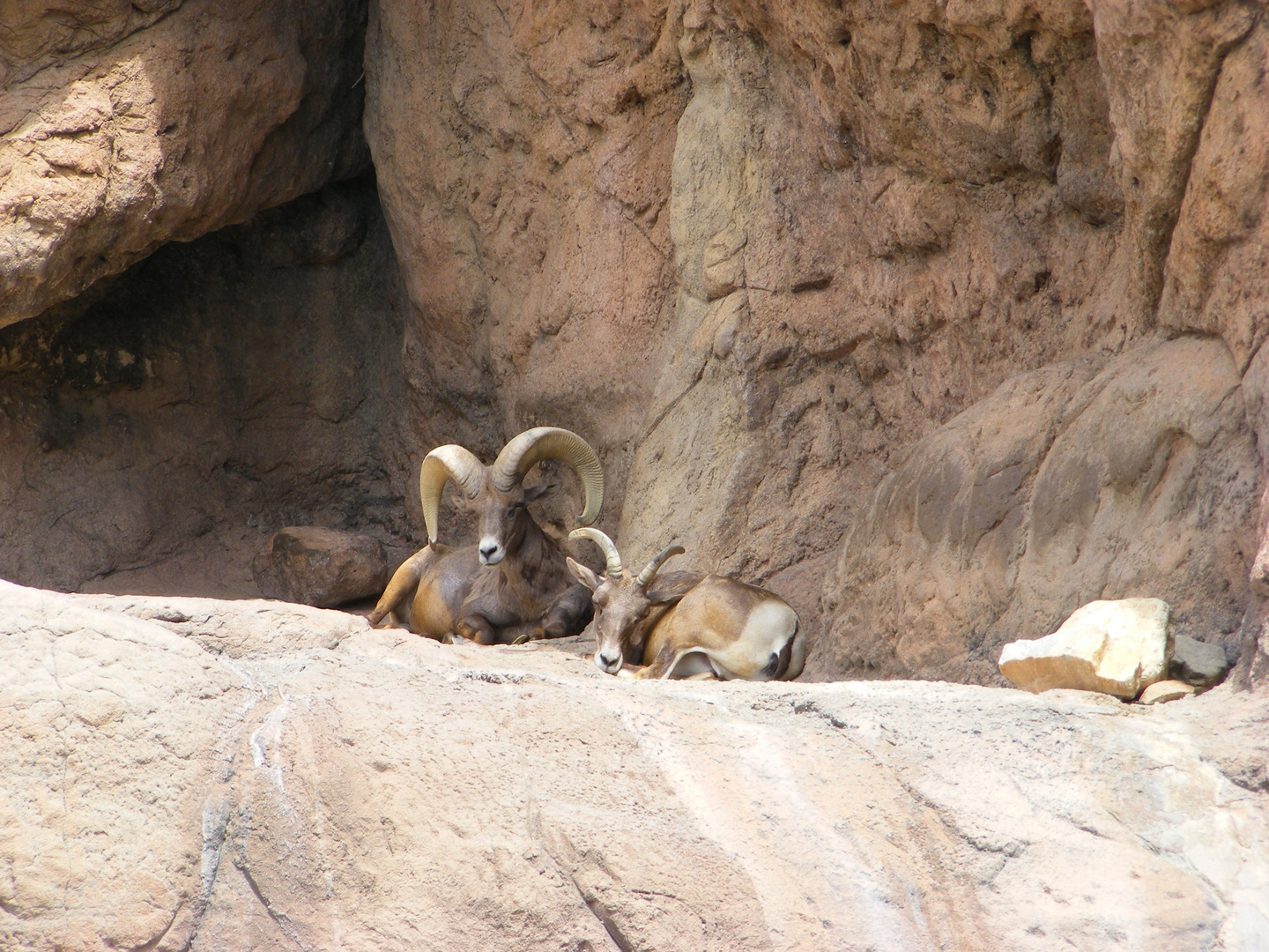 Desert Bighorn Sheep