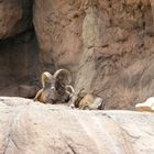 Desert Bighorn Sheep