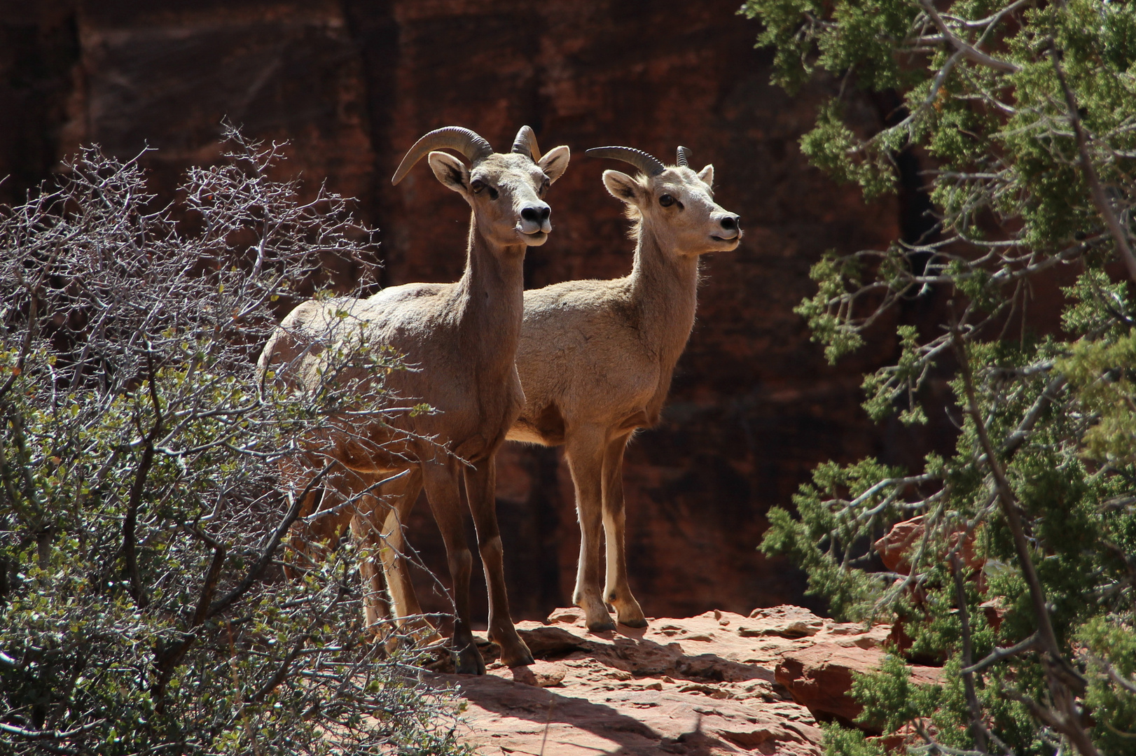 Desert Bighorn Sheep - Wüstenbighornschafe