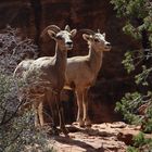 Desert Bighorn Sheep - Wüstenbighornschafe