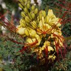 Desert Bird of Paradise