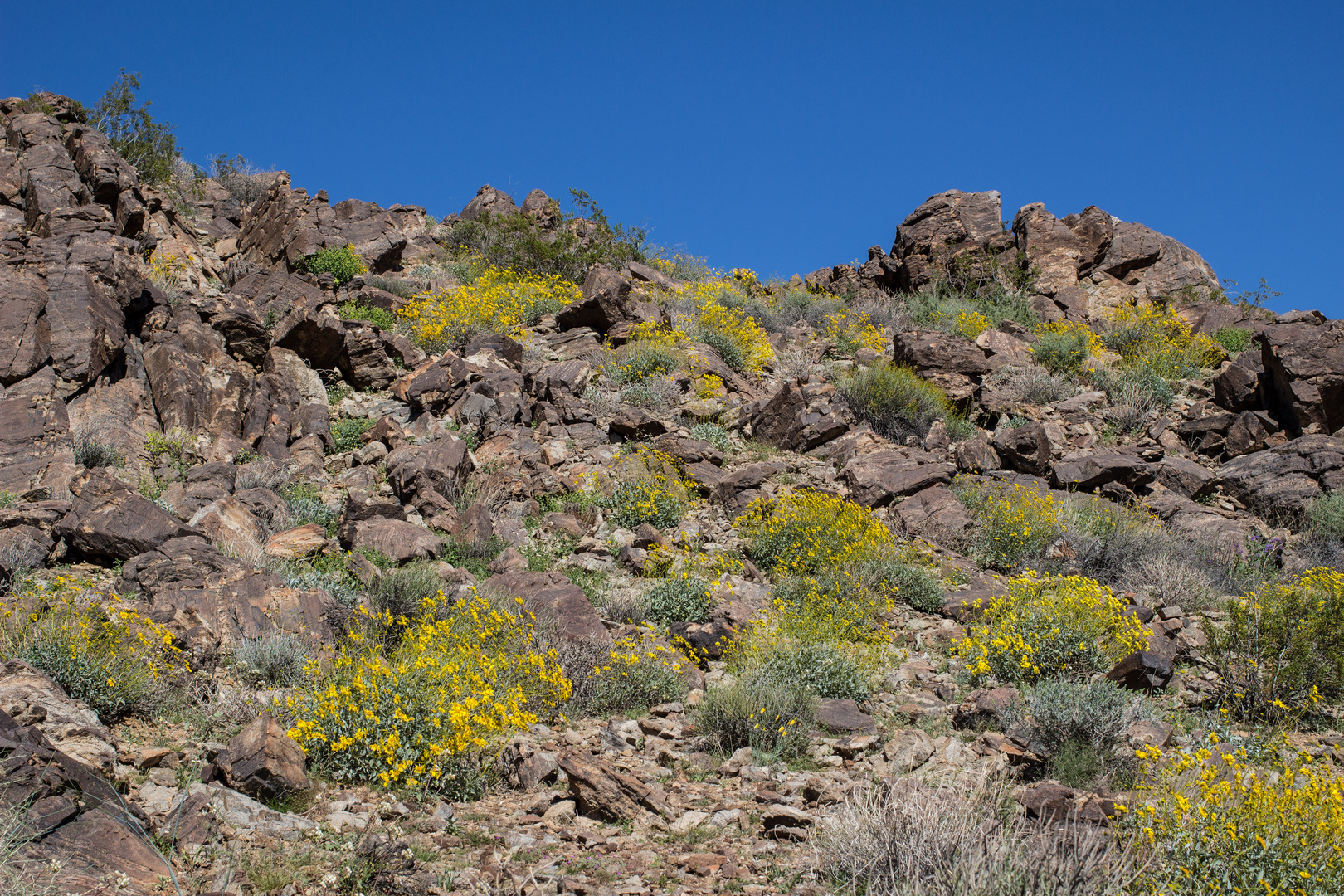 desert bloom