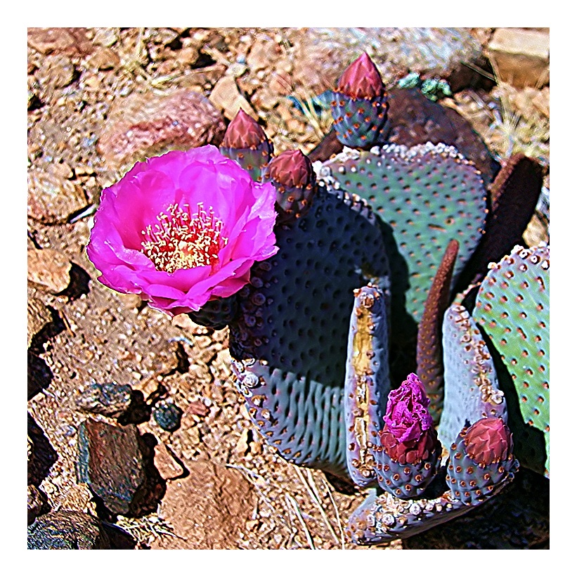 desert bloom