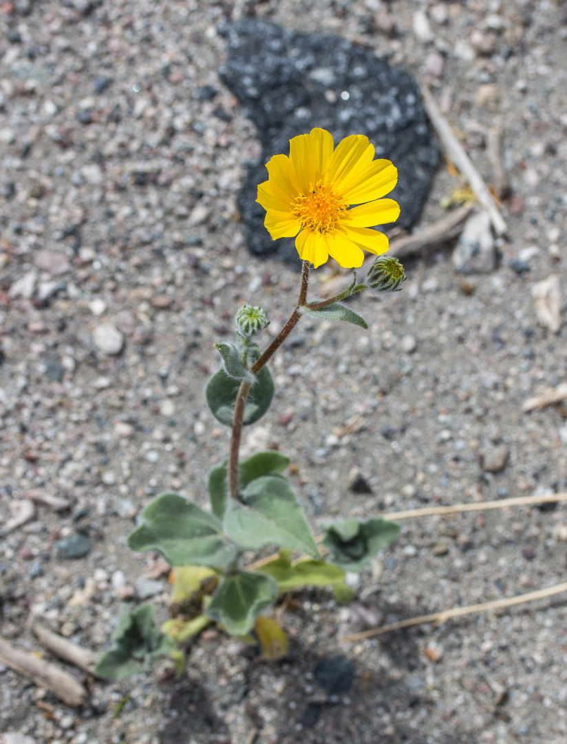 Desert bloom