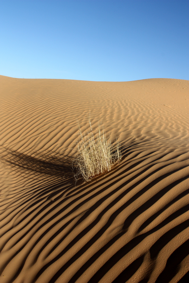 desert bush