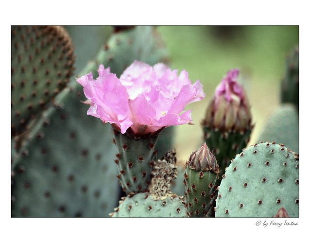 * desert cactus *